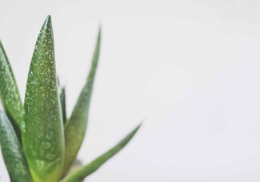Aloe Vera: Il Dono della Natura per la Salute e il&nbsp;Benessere