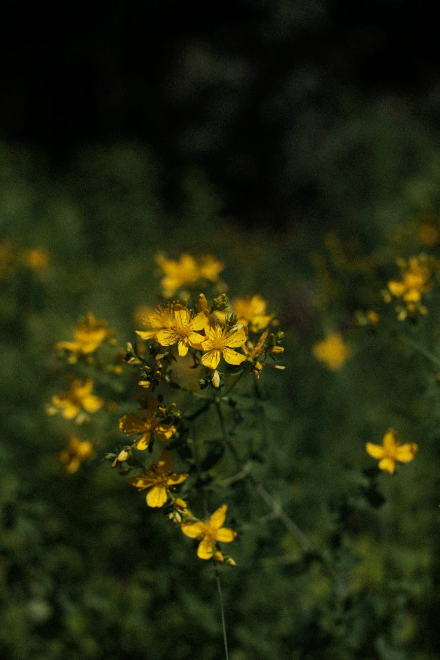 L’Iperico e la Fitoterapia di&nbsp;Primavera