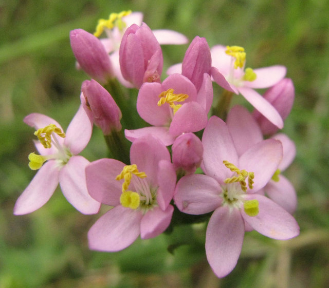 Centaury: Il Fiore di Bach per Chi Non Sa Dire No